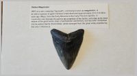 Megalodon Tooth.jpg